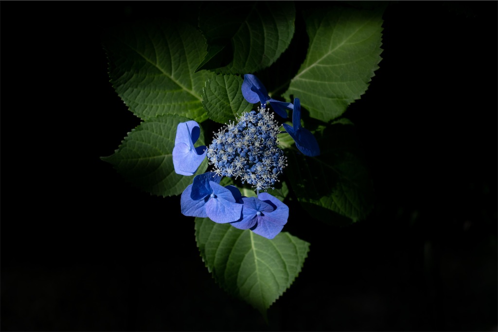 f:id:music_to_camera:20230613165232j:image