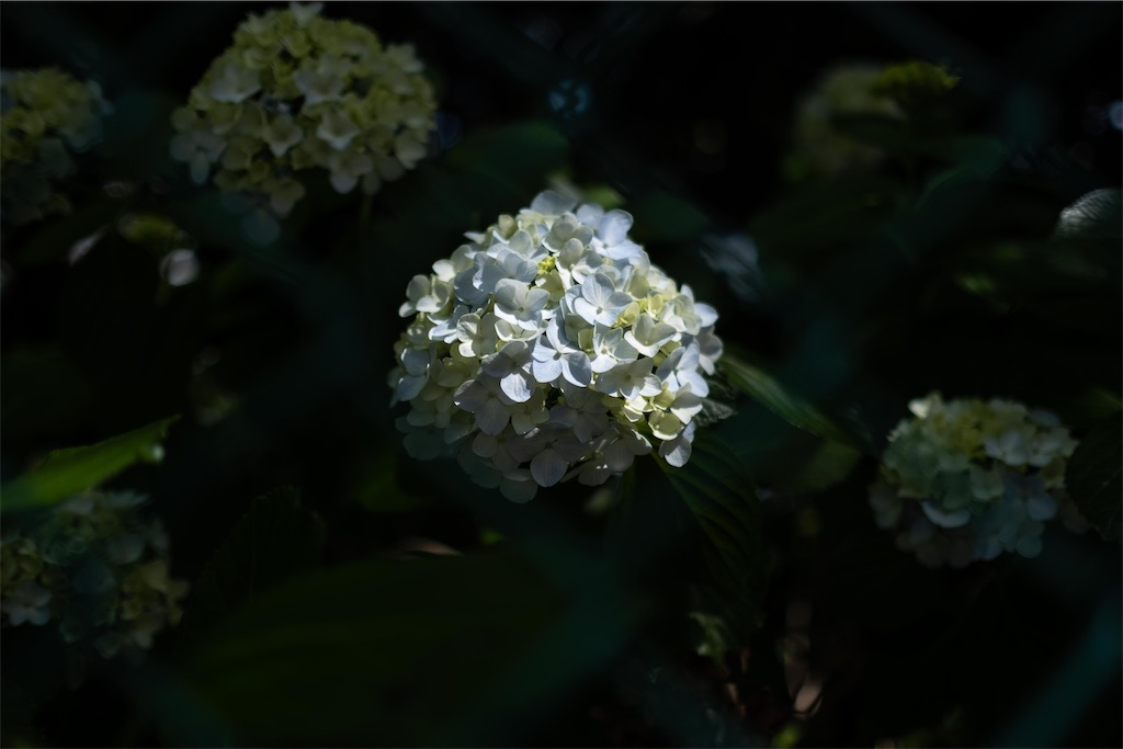 f:id:music_to_camera:20230613165236j:image