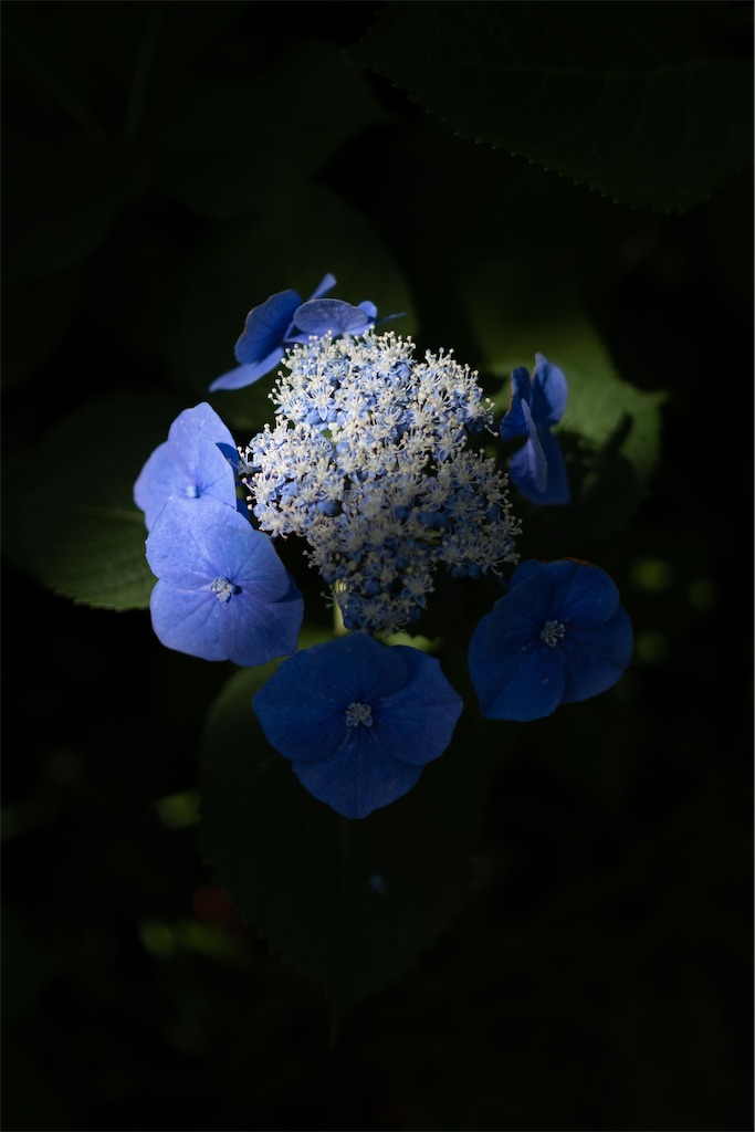 f:id:music_to_camera:20230613165240j:image