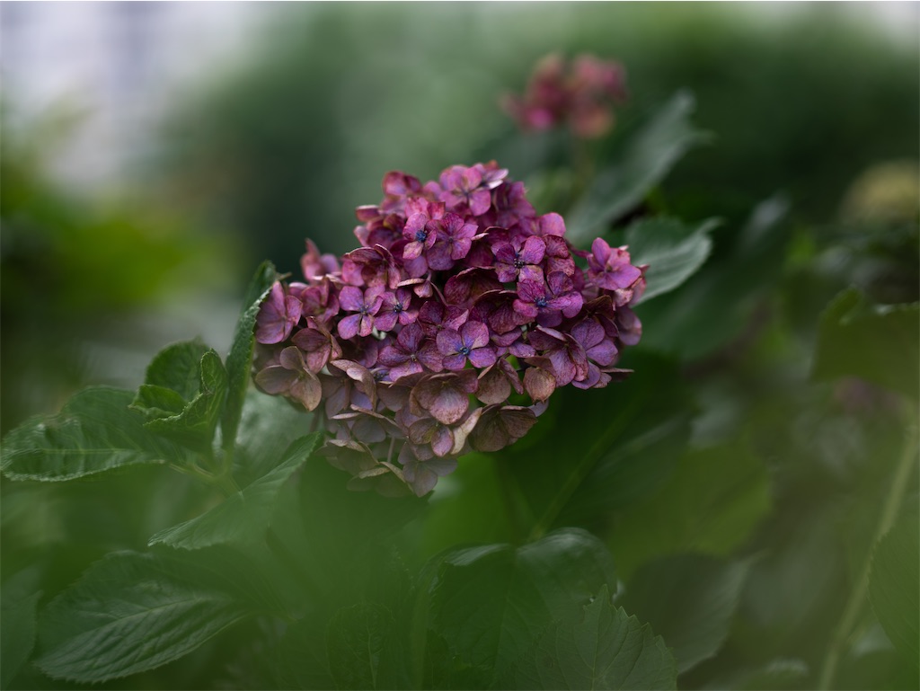 f:id:music_to_camera:20240701224704j:image