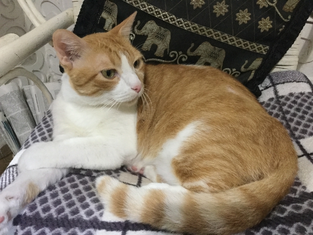 f:id:musicafe-may:20190119163531j:plain