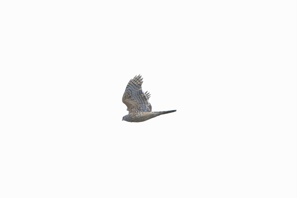 f:id:musikuixxx:20190215223655j:plain f:id:musikuixxx:20190215223655j:plain
