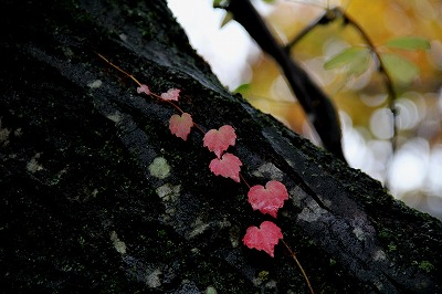 f:id:musikusanouen:20111111000437j:image f:id:musikusanouen:20111111000437j:image