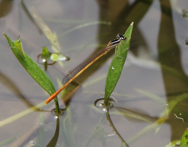 f:id:musikusanouen:20120621002033j:image