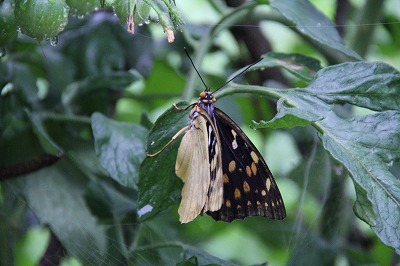 f:id:musikusanouen:20120721235451j:image