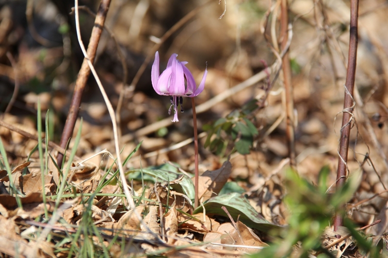 f:id:musikusanouen:20140414091213j:image:w360