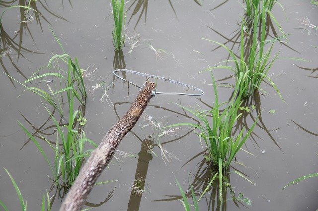f:id:musikusanouen:20150621232924j:image:w360