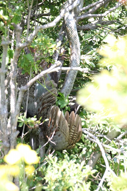 f:id:musikusanouen:20180603232233j:plain f:id:musikusanouen:20180603232233j:plain