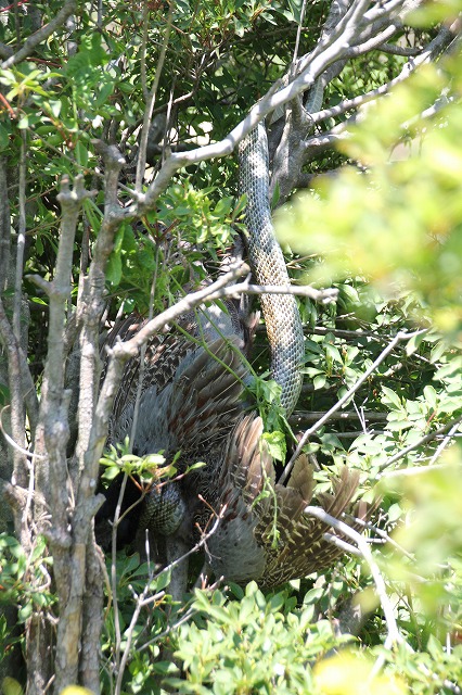 f:id:musikusanouen:20180603232434j:plain f:id:musikusanouen:20180603232434j:plain