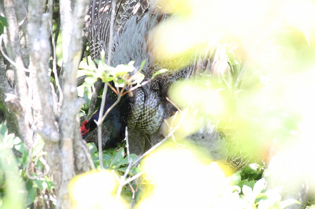 f:id:musikusanouen:20180603233631j:plain f:id:musikusanouen:20180603233631j:plain