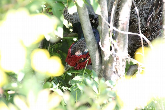 f:id:musikusanouen:20180603234206j:plain f:id:musikusanouen:20180603234206j:plain