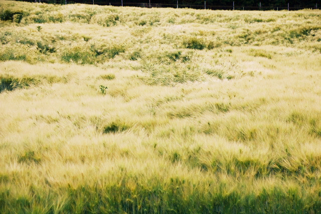 f:id:musikusanouen:20180604112228j:plain f:id:musikusanouen:20180604112228j:plain