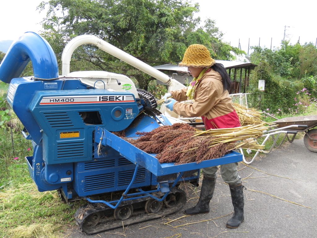 ハーベスタを使ったタカキビの脱穀＆ダップ - Blog「自給知足が