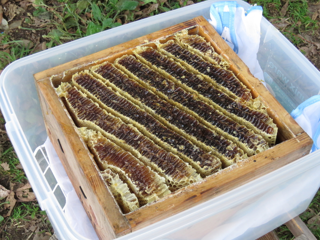 ニホンミツバチの採蜜(垂れ蜜と加熱蜜) - Blog「自給知足がおもしろい」