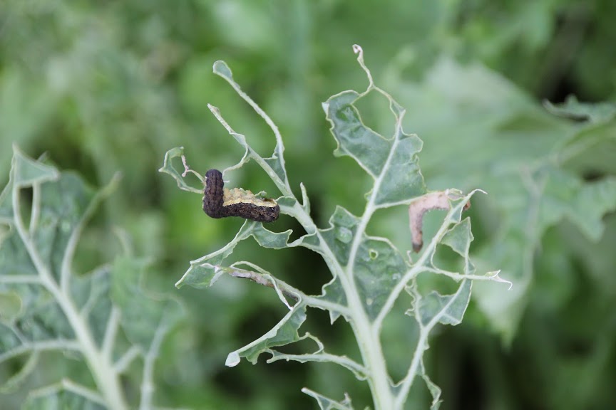 f:id:musikusanouen:20190609110522j:plain f:id:musikusanouen:20190609110522j:plain