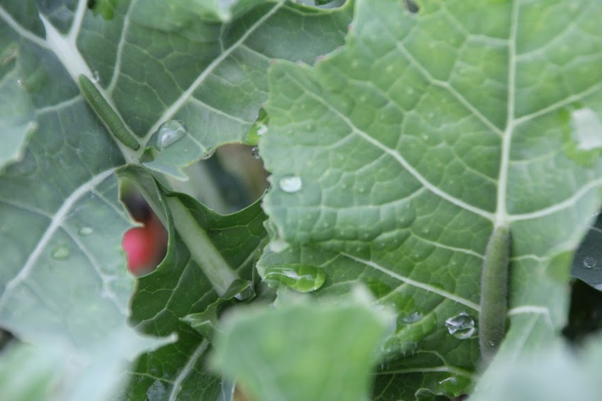 f:id:musikusanouen:20190609111052j:plain f:id:musikusanouen:20190609111052j:plain
