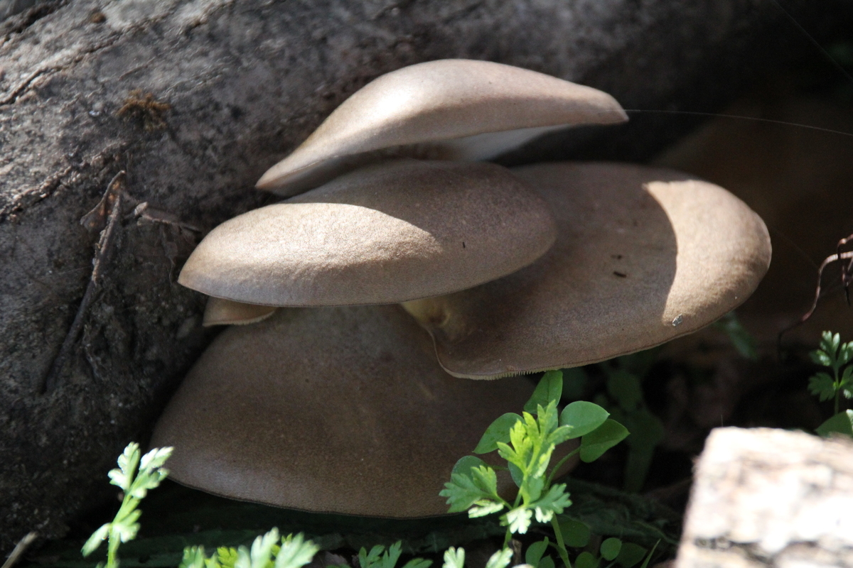 f:id:musikusanouen:20191113202010j:plain f:id:musikusanouen:20191113202010j:plain