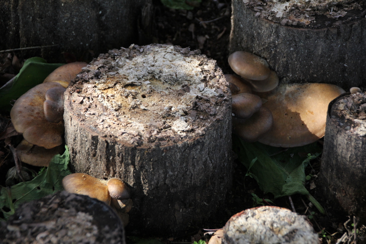 f:id:musikusanouen:20191113202115j:plain f:id:musikusanouen:20191113202115j:plain