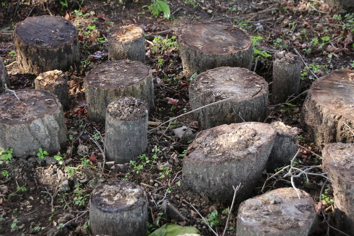 f:id:musikusanouen:20191113202511j:plain f:id:musikusanouen:20191113202511j:plain