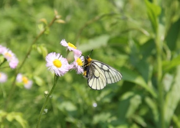 f:id:musikusanouen:20191206004232j:plain f:id:musikusanouen:20191206004232j:plain