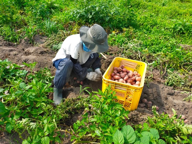 f:id:musyokunofutari:20210612200247j:plain