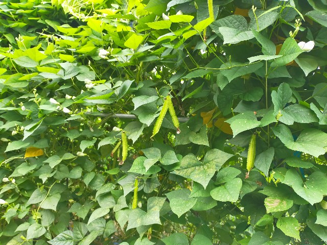 f:id:musyokunofutari:20210905220201j:image