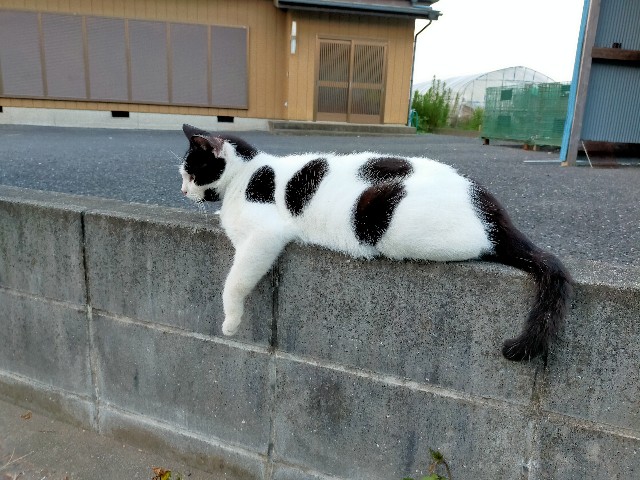 f:id:musyokunofutari:20210905221211j:image