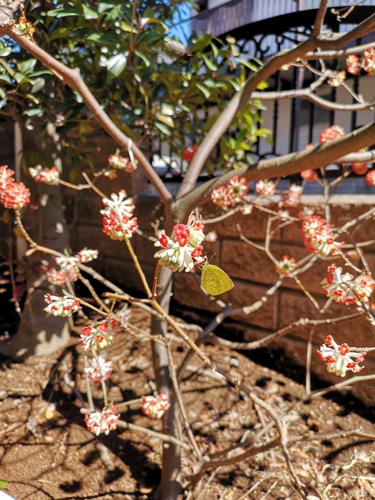 f:id:mutakoba:20210328103004j:plain