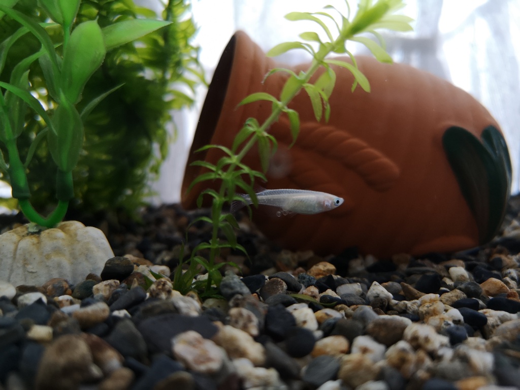 f:id:mutakoba:20210427204424j:plain