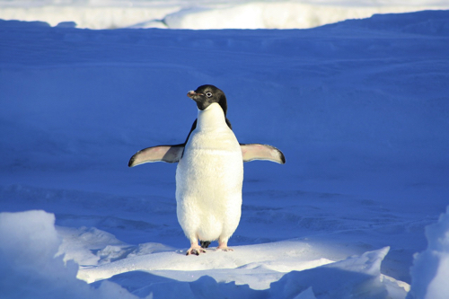 f:id:mutant-tetsu:20160926064213j:plain f:id:mutant-tetsu:20160926064213j:plain