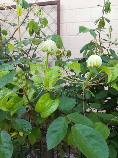 f:id:mutikosan:20200424222203j:image