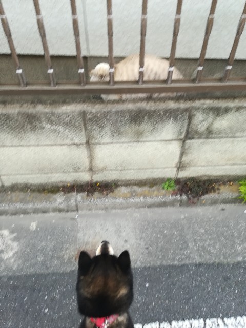 f:id:mutikosan:20200428215751j:image