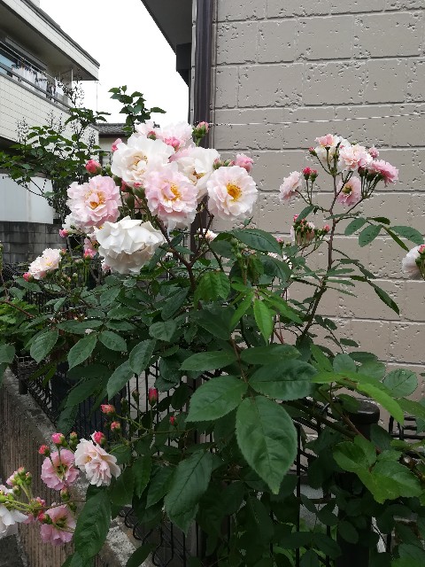 f:id:mutikosan:20200522223742j:image