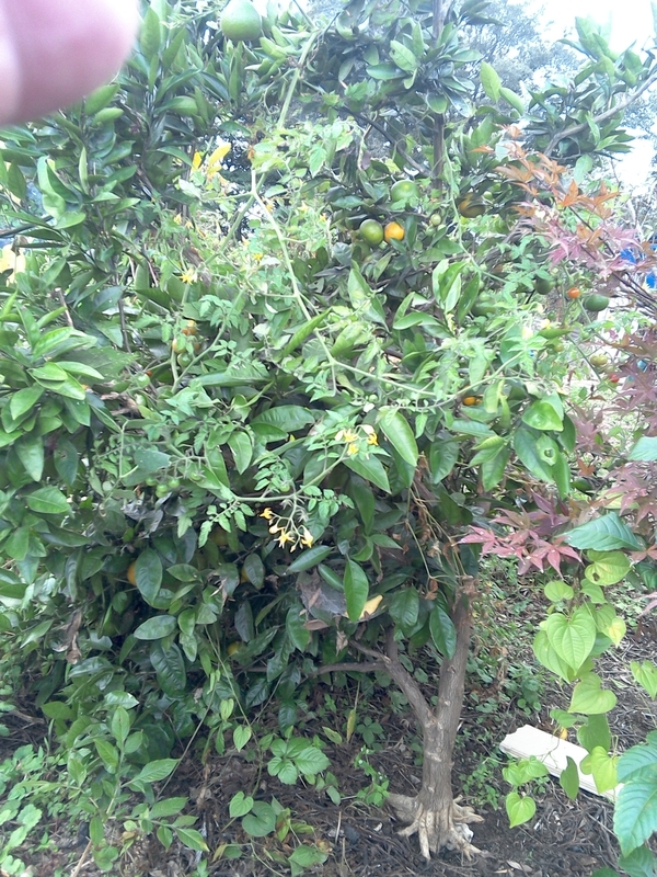 イメージ 3