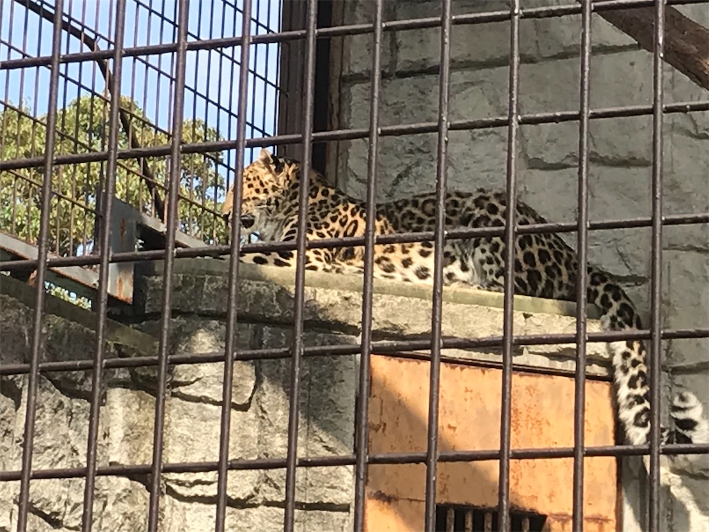 f:id:mutouryuuichi:20191029124028j:image