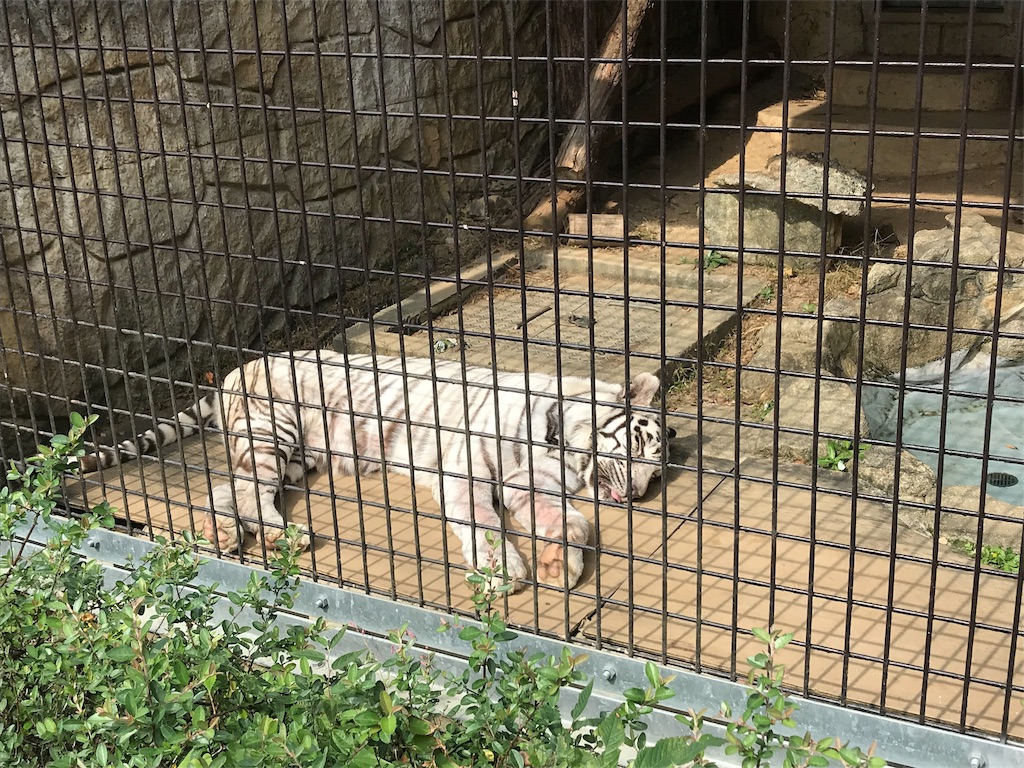 f:id:mutouryuuichi:20191029124051j:image