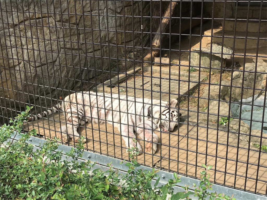 f:id:mutouryuuichi:20191029124059j:image