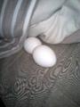 20080330015249