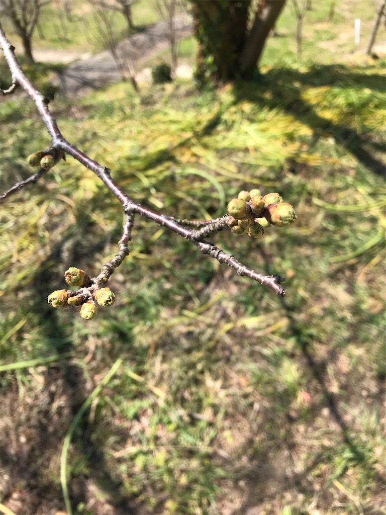 f:id:mutsukichikun:20200323115427j:image