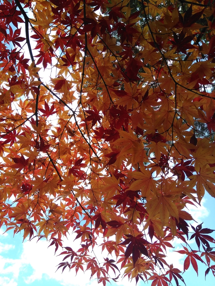 f:id:mutsukinoie:20190930123427j:plain f:id:mutsukinoie:20190930123427j:plain