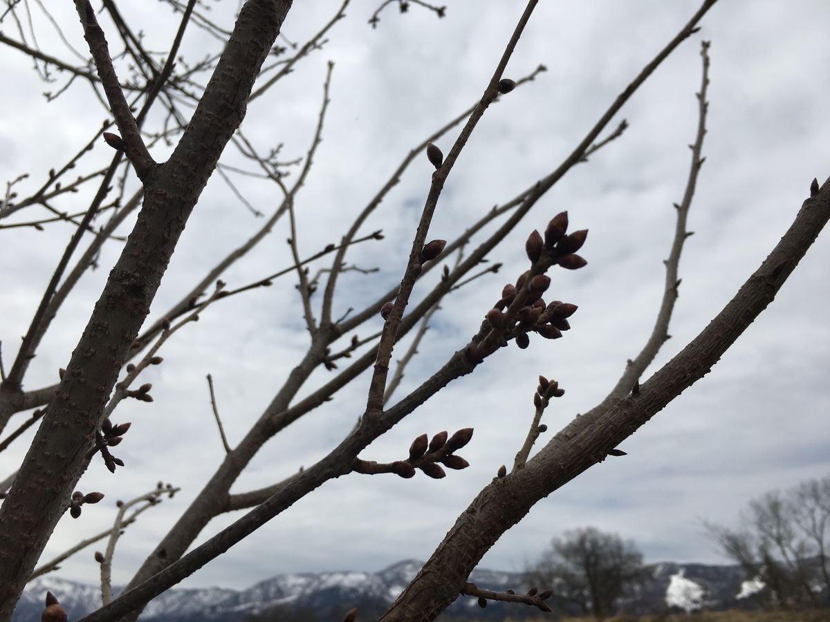 f:id:mutsukinoie:20200317110313j:plain f:id:mutsukinoie:20200317110313j:plain