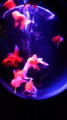 f:id:mutsumi_a:20130819185200j:image:medium:left