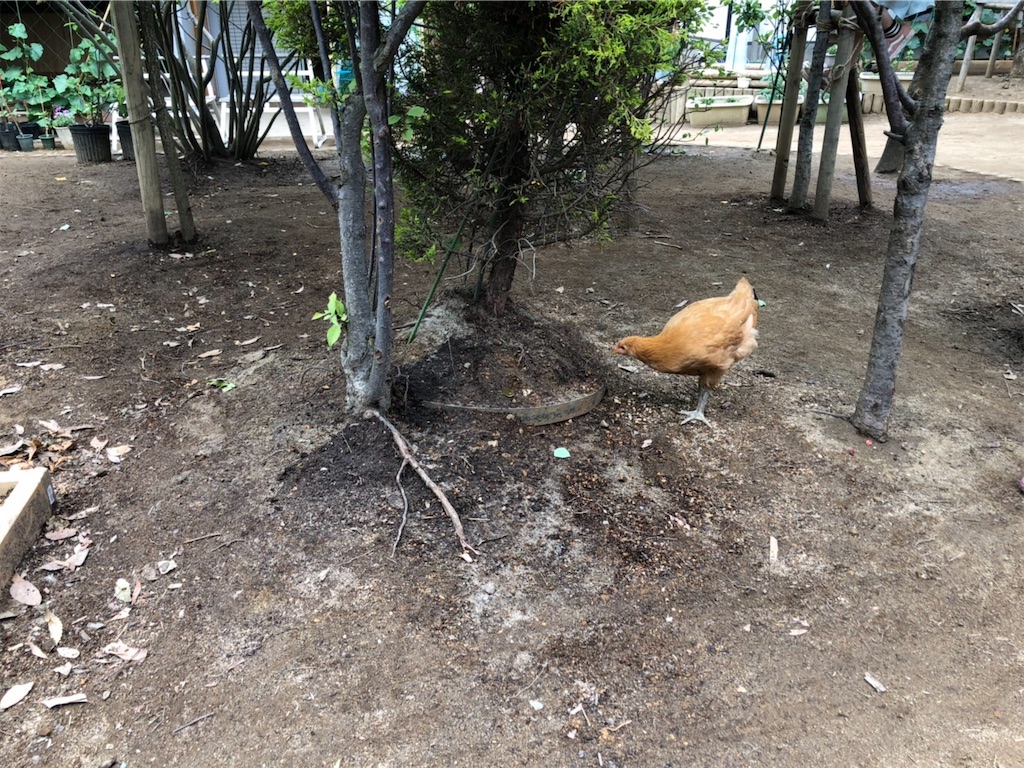 f:id:mutsumiabe501461:20190621133739j:image