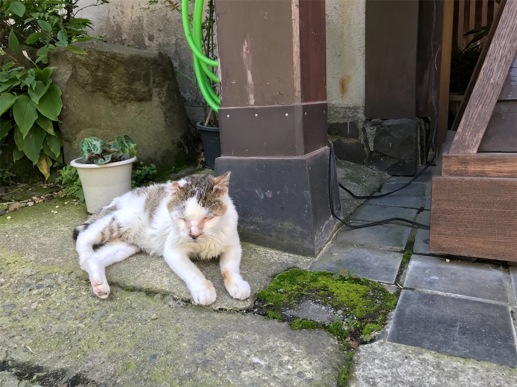 f:id:mutsumiabe501461:20190710142958j:image