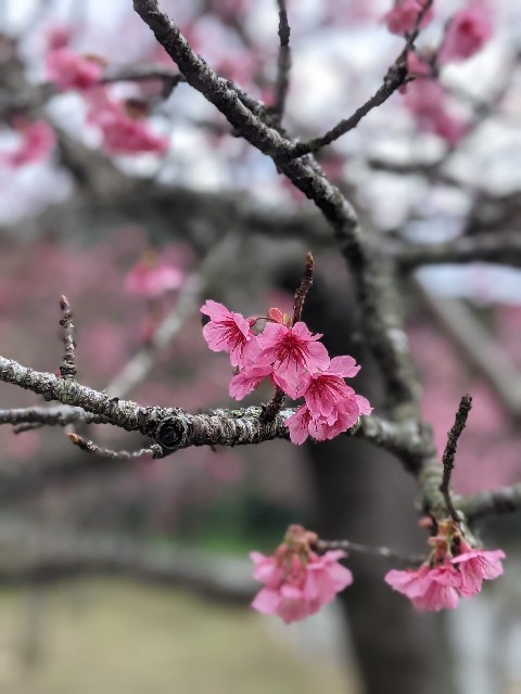 f:id:mutsumin33:20220129171026j:image