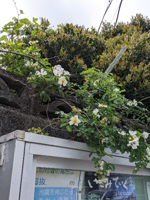 f:id:mutsumin33:20220413211758j:image