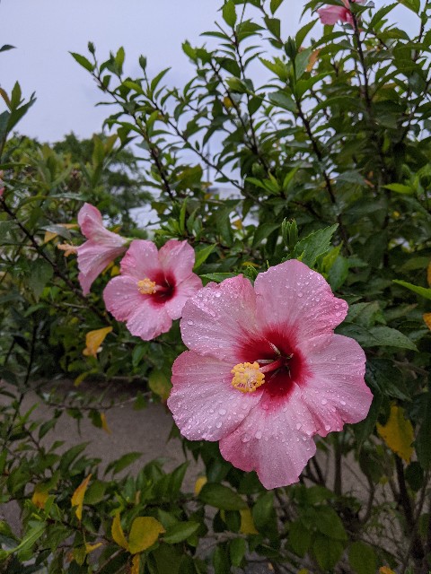 f:id:mutsumin33:20220414210545j:image