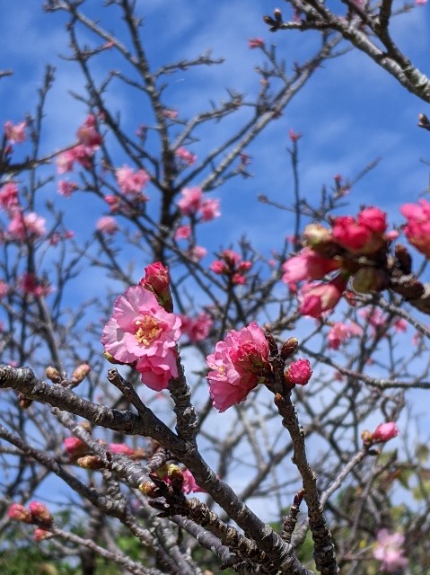 f:id:mutsumin33:20230131193522j:image f:id:mutsumin33:20230131193522j:image