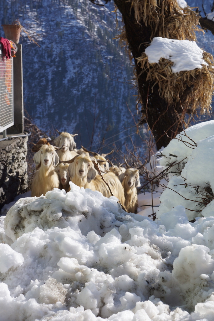 f:id:mutsumiumi:20190122014411j:plain