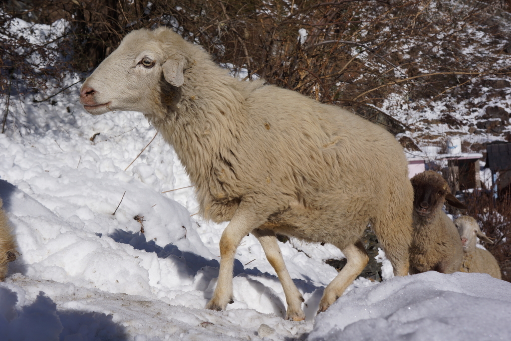 f:id:mutsumiumi:20190122020436j:plain